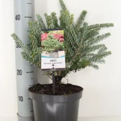 Koreaanse Zilverspar (Abies Koreana 'Silberlocke') 5 Koreaanse Zilverspar (Abies Koreana 'Silberlocke') -Aanbiedingen Tuin Ziel Winkel abies koreana silberlocke c3 m 2