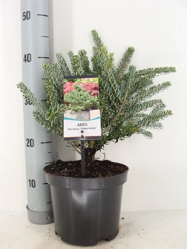 Koreaanse Zilverspar (Abies Koreana 'Silberlocke') 3 Koreaanse Zilverspar (Abies Koreana 'Silberlocke') - Afbeelding 3