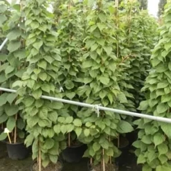 Sierkiwi (Actinidia Kolomikta) 9 Sierkiwi (Actinidia Kolomikta) -Aanbiedingen Tuin Ziel Winkel actinidia kolomikta 11