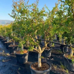 Granaatappel Als Solitair (Punica Granatum) 18 Granaatappel Als Solitair (Punica Granatum) -Aanbiedingen Tuin Ziel Winkel aed72ac1 ffcb 410b 8ae2 1a7969aa5a9c