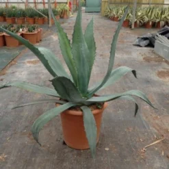 Agave (Agave Americana) 13 Agave (Agave Americana) -Aanbiedingen Tuin Ziel Winkel agave americana c12