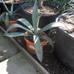 Agave (Agave Americana) 12 Agave (Agave Americana) -Aanbiedingen Tuin Ziel Winkel agave americana c20 40 60