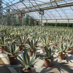 Agave (Agave Americana 'Variegata') 13 Agave (Agave Americana 'Variegata') -Aanbiedingen Tuin Ziel Winkel agave americana variegata