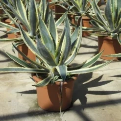 Agave (Agave Americana 'Variegata') 10 Agave (Agave Americana 'Variegata') -Aanbiedingen Tuin Ziel Winkel agave americana variegata 2