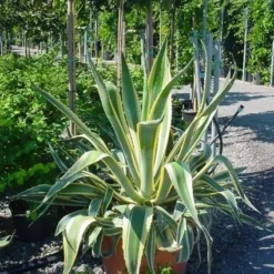 Agave (Agave Americana 'Variegata') 9 Agave (Agave Americana 'Variegata') -Aanbiedingen Tuin Ziel Winkel agave americana variegata 4