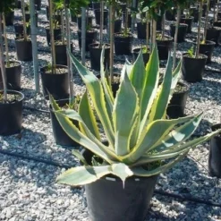 Agave (Agave Americana 'Variegata') 11 Agave (Agave Americana 'Variegata') -Aanbiedingen Tuin Ziel Winkel agave americana variegata 4 1