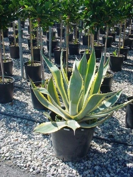 Agave (Agave Americana 'Variegata') 5 Agave (Agave Americana 'Variegata') - Afbeelding 5