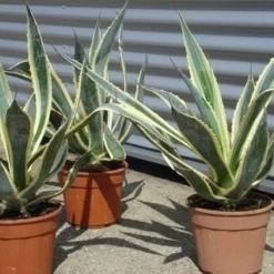 Agave (Agave Americana 'Variegata') 12 Agave (Agave Americana 'Variegata') -Aanbiedingen Tuin Ziel Winkel agave americana variegata 5