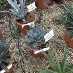 Winterharde Agave (Agave Parrasana) 5 Winterharde Agave (Agave Parrasana) -Aanbiedingen Tuin Ziel Winkel agave parrasana