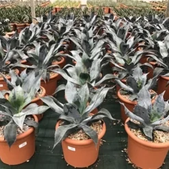 Winterharde Agave (Agave Colorata 'Supreme')