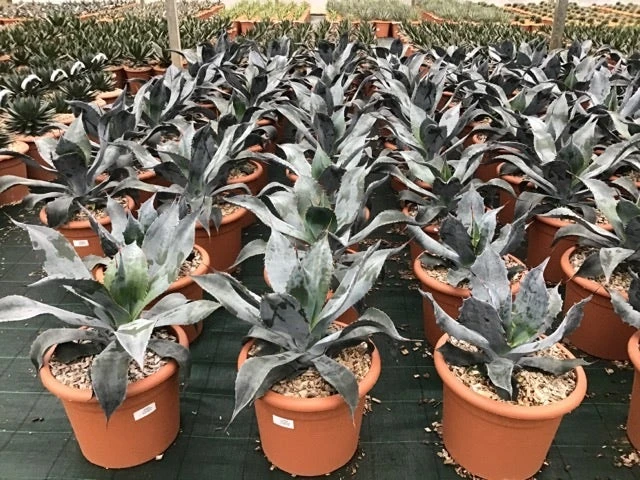 Winterharde Agave (Agave Colorata 'Supreme') 1 Winterharde Agave (Agave Colorata 'Supreme')