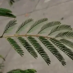 Perzische Slaapboom Als Struik (Albizia Julibrissin) -Aanbiedingen Tuin Ziel Winkel albizia julibrissin blad 2