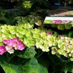 Hortensia (Hydrangea 'Magical Jewel Pink') 5 Hortensia (Hydrangea 'Magical Jewel Pink') -Aanbiedingen Tuin Ziel Winkel amethyst01c