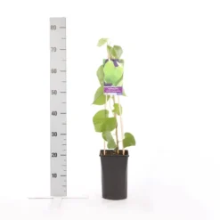 Duitse Pijp (Aristolochia Macropylla) -Aanbiedingen Tuin Ziel Winkel aristolochia durior macrophylla