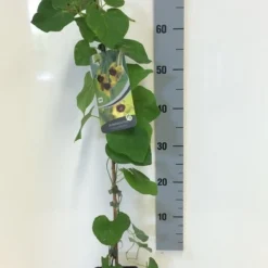 Duitse Pijp (Aristolochia Macropylla) -Aanbiedingen Tuin Ziel Winkel aristolochia macrophylla 80 100 c2