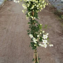 Groenblijvende Clematis (Clematis 'Avalanche') 5 Groenblijvende Clematis (Clematis 'Avalanche') -Aanbiedingen Tuin Ziel Winkel avalanche r 180cm