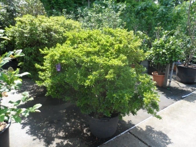 Japanse Azalea (Rhododendron 'Madame Van Hecke') 2 Japanse Azalea (Rhododendron 'Madame Van Hecke') - Afbeelding 2