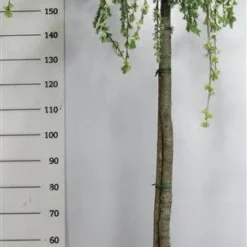 Treurceder Op Stam (Cedrus Libani 'Glauca Pendula') -Aanbiedingen Tuin Ziel Winkel bf626bb3ffe06d8a36e0e5cfc965630a