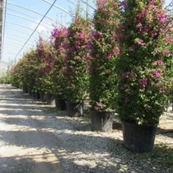 Bougainvillea Als Struik (Bougainvillea Glabra) 6 Bougainvillea Als Struik (Bougainvillea Glabra) -Aanbiedingen Tuin Ziel Winkel bougainvillea glabra 3