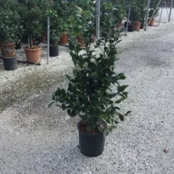 Camellia (Camellia Japonica 'Black Lace') -Aanbiedingen Tuin Ziel Winkel camellia black lace c12