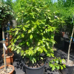 Camelia Als Leivorm (Camellia Japonica) -Aanbiedingen Tuin Ziel Winkel camellia japonica 125 150 175 c50