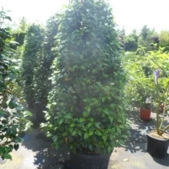 Camelia (Camellia, Rose) -Aanbiedingen Tuin Ziel Winkel camellia japonica 175 200 1 2