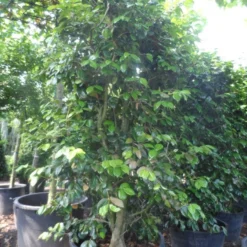 Camelia Als Leivorm (Camellia Japonica) -Aanbiedingen Tuin Ziel Winkel camellia japonica 200 250 300 cont