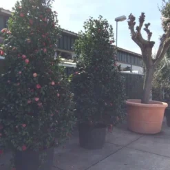 Camelia (Camellia, Rose) -Aanbiedingen Tuin Ziel Winkel camellia japonica 200 250 300 extra 1