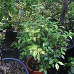 Camelia (Camellia, Rose) -Aanbiedingen Tuin Ziel Winkel camellia japonica 60 80 c20 25 1 2