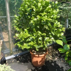 Camelia Als Leivorm (Camellia Japonica) -Aanbiedingen Tuin Ziel Winkel camellia japonica 80 100 125