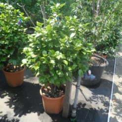 Camelia (Camellia, Rose) -Aanbiedingen Tuin Ziel Winkel camellia japonica 80 100