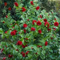 Camellia (Camellia Japonica 'Black Lace') -Aanbiedingen Tuin Ziel Winkel camellia ret. black lace 1
