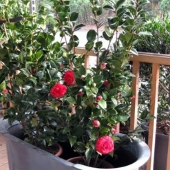 Camellia (Camellia Japonica 'Black Lace') -Aanbiedingen Tuin Ziel Winkel camellia ret. black lace 3