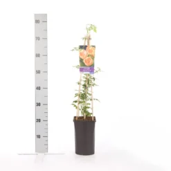 Trompetbloem (Campsis Radicans 'Flava') 5 Trompetbloem (Campsis Radicans 'Flava') -Aanbiedingen Tuin Ziel Winkel campsis radicans flava