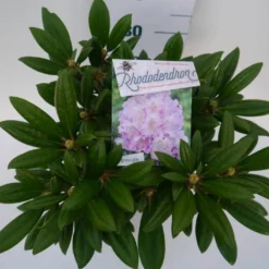 Dwergrhododendron (Rhododendron 'Caroline Allbrook') -Aanbiedingen Tuin Ziel Winkel car. allbrook c4 boven