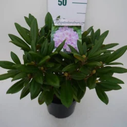 Dwergrhododendron (Rhododendron 'Caroline Allbrook') -Aanbiedingen Tuin Ziel Winkel car. allbrook c4 zij
