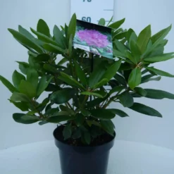 Rhododendron (Rhododendron Catawbiense 'Boursault') 15 Rhododendron (Rhododendron Catawbiense 'Boursault') -Aanbiedingen Tuin Ziel Winkel cat. boursalt c5 voor 1