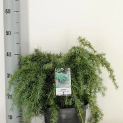 Ceder (Cedrus Deodara 'Feelin Blue') -Aanbiedingen Tuin Ziel Winkel cedrus deodara feelin blue c5 m