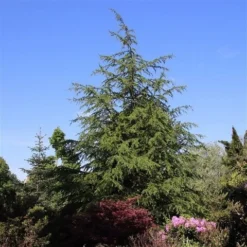 Libanonceder (Cedrus Libani)