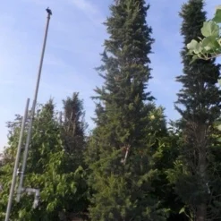 Zuilvormige Ceder (Cedrus Libani 'Fastigiata') 29 Zuilvormige Ceder (Cedrus Libani 'Fastigiata') -Aanbiedingen Tuin Ziel Winkel cedrus libani fastigiata 300 350 c250 1