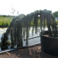 Treurceder Op Stam (Cedrus Libani 'Glauca Pendula') -Aanbiedingen Tuin Ziel Winkel cedrus libani glauca pendula halfstam c1000 solitair