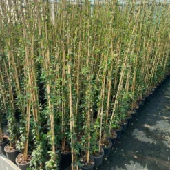 Toscaanse Jasmijn (Trachelospermum Jasminoides 'Winter Ruby') -Aanbiedingen Tuin Ziel Winkel cf397af1 424c 440f b659 6b33d5eedf60