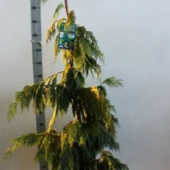 Cypres (Chamaecyparis Nootkatensis 'Pendula') 12 Cypres (Chamaecyparis Nootkatensis 'Pendula') -Aanbiedingen Tuin Ziel Winkel chamacyparis n pendula 100 125 cm co. 10l b kopie