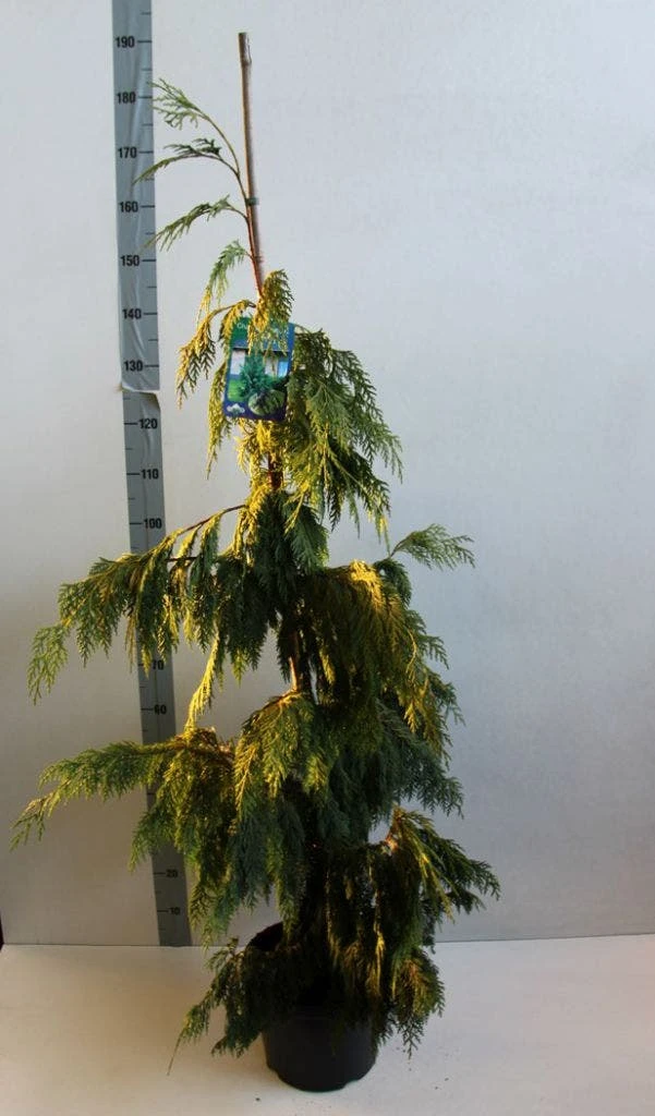 Cypres (Chamaecyparis Nootkatensis 'Pendula') 4 Cypres (Chamaecyparis Nootkatensis 'Pendula') - Afbeelding 4