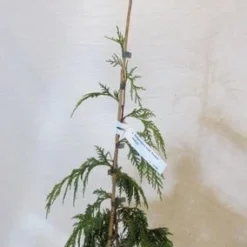 Cypres (Chamaecyparis Nootkatensis 'Pendula') 15 Cypres (Chamaecyparis Nootkatensis 'Pendula') -Aanbiedingen Tuin Ziel Winkel chamacyparisnpendula050 060