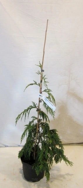 Cypres (Chamaecyparis Nootkatensis 'Pendula') 7 Cypres (Chamaecyparis Nootkatensis 'Pendula') - Afbeelding 7