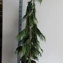 Cypres (Chamaecyparis Nootkatensis 'Pendula') 13 Cypres (Chamaecyparis Nootkatensis 'Pendula') -Aanbiedingen Tuin Ziel Winkel chamaecyparis n. pendula 125 150 cm co. 12l v