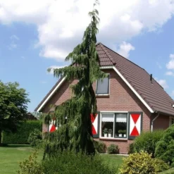 Cypres (Chamaecyparis Nootkatensis 'Pendula') 17 Cypres (Chamaecyparis Nootkatensis 'Pendula') -Aanbiedingen Tuin Ziel Winkel chamaecyparis nootk. pendula