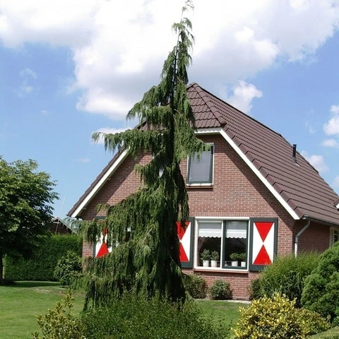 Cypres (Chamaecyparis Nootkatensis 'Pendula') 9 Cypres (Chamaecyparis Nootkatensis 'Pendula') - Afbeelding 9