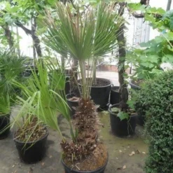 Dwergpalm (Chamaerops Humilis) 24 Dwergpalm (Chamaerops Humilis) -Aanbiedingen Tuin Ziel Winkel chamaerops humilis 100 125 150 c70 1